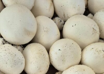 primeur saint come come au marche epicerie fine saint come fruits et legumes bazas fromagerie saint come